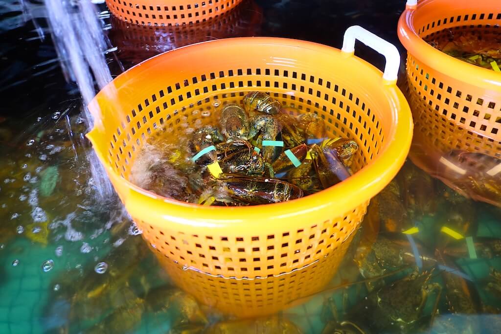 bucket of oysters